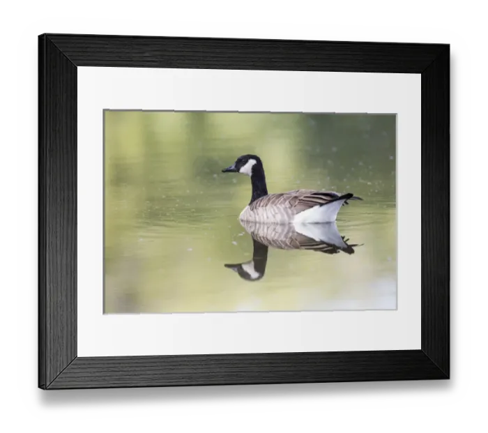 Framed Print : USA, Ogle County, Illinois, Canada Goose floating on Rock River Framed Print : USA, Ogle County, Illinois, Canada Goose floating on Rock River