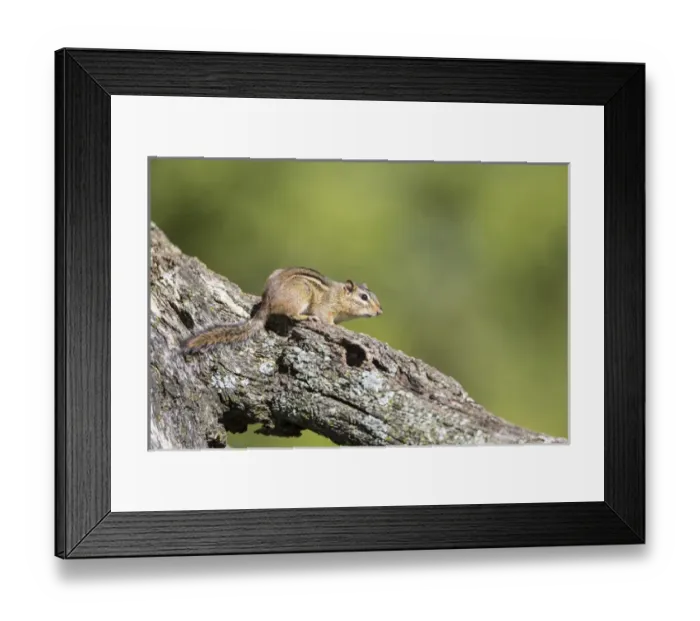 Framed Print : USA, Ogle County, Illinois, Eastern Chipmunk Framed Print : USA, Ogle County, Illinois, Eastern Chipmunk