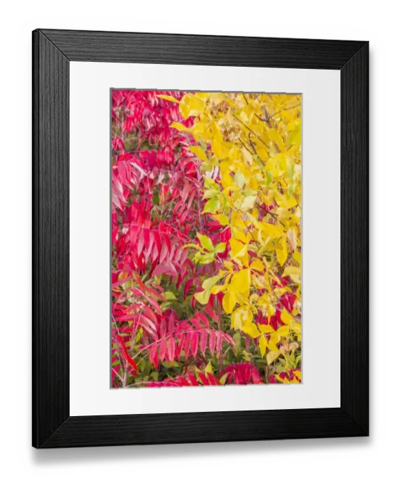 Framed Print : USA, Ogle County, Illinois, Autumn colors of yellow and red Framed Print : USA, Ogle County, Illinois, Autumn colors of yellow and red