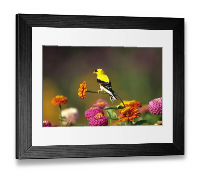 Framed Print : American Goldfinch (Carduelis tristis) male on Zinnias in garden, Marion Co. IL Framed Print : American Goldfinch (Carduelis tristis) male on Zinnias in garden, Marion Co. IL