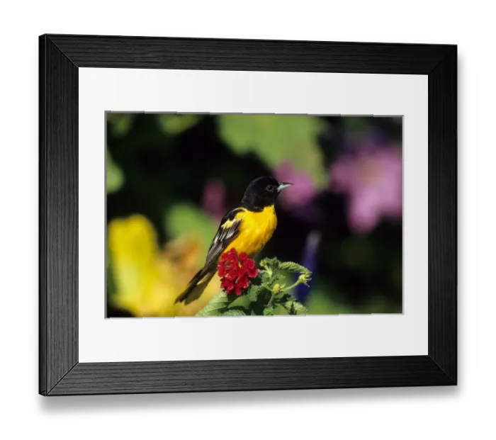 Framed Print : Baltimore Oriole (Icterus galbula) male on Lantana, Marion Co. IL