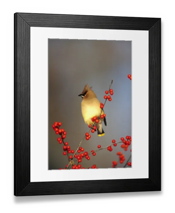Framed Print : Cedar Waxwing (Bombycilla cedrorum) in Common Winterberry (Ilex verticillata), Marion Co Framed Print : Cedar Waxwing (Bombycilla cedrorum) in Common Winterberry (Ilex verticillata), Marion Co