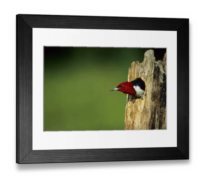 Framed Print : Red-headed Woodpecker (Melanerpes erythrocephalus) in nest cavity, Illinois Framed Print : Red-headed Woodpecker (Melanerpes erythrocephalus) in nest cavity, Illinois