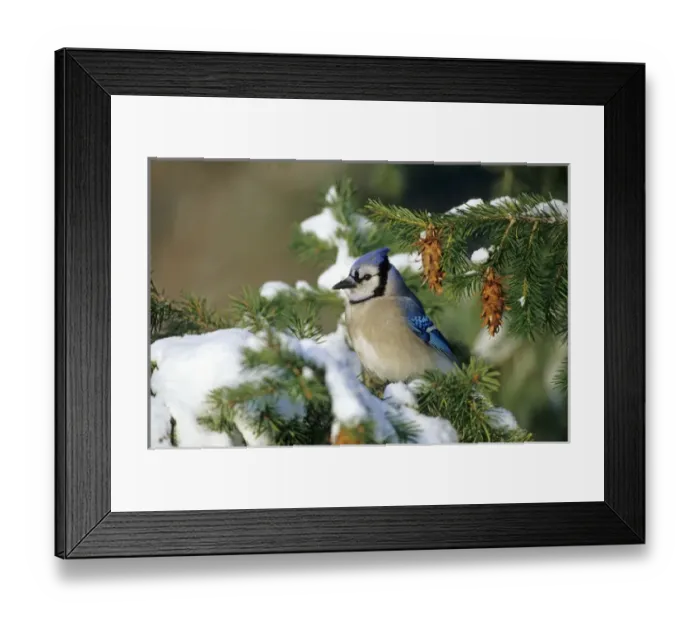 Framed Print : Blue Jay (Cyanocitta cristata) in spruce tree in winter, Marion Co, Illinois Framed Print : Blue Jay (Cyanocitta cristata) in spruce tree in winter, Marion Co, Illinois