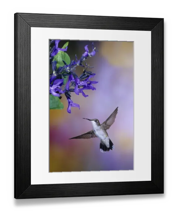 Framed Print : Ruby-throated Hummingbird (Archilochus colubris) on Black & Blue Salvia (Salvia guaranitica Framed Print : Ruby-throated Hummingbird (Archilochus colubris) on Black & Blue Salvia (Salvia guaranitica