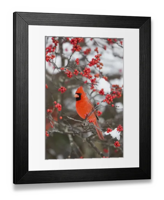 Framed Print : Northern Cardinal (Cardinalis cardinalis) male in Common Winterberry bush (Ilex verticillata) Framed Print : Northern Cardinal (Cardinalis cardinalis) male in Common Winterberry bush (Ilex verticillata)