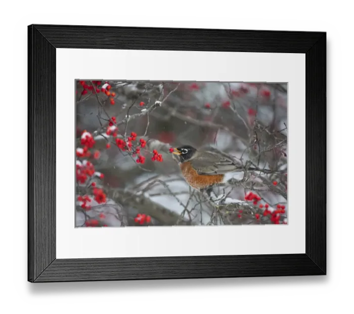 Framed Print : American Robin (Turdus migratorius) eating berry in Common Winterberry bush (Ilex Framed Print : American Robin (Turdus migratorius) eating berry in Common Winterberry bush (Ilex