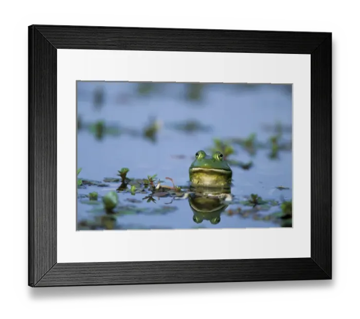 Framed Print : American Bullfrog (Rana catesbeiana) in wetland Marion Co. IL