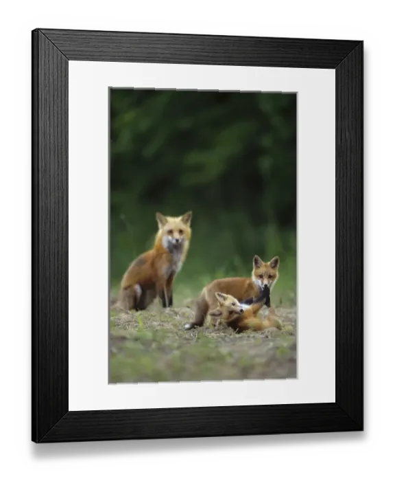 Framed Print : Red fox (Vulpes vulpes) adults with kit, IL Framed Print : Red fox (Vulpes vulpes) adults with kit, IL