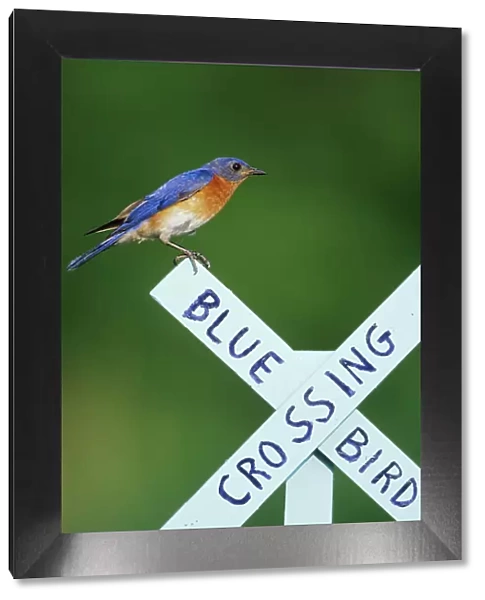 Eastern Bluebird (Sialia sialis) male on Bluebird Crossing sign, Marion Co. IL