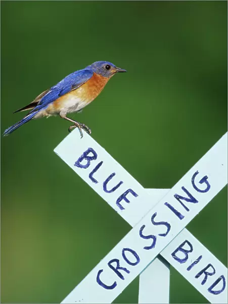 Eastern Bluebird (Sialia sialis) male on Bluebird Crossing sign, Marion Co. IL