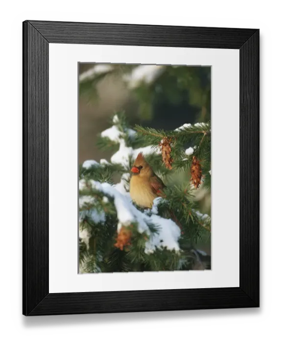 Framed Print : Northern Cardinal (Cardinalis cardinalis) female in spruce tree in winter, Marion Co. IL Framed Print : Northern Cardinal (Cardinalis cardinalis) female in spruce tree in winter, Marion Co. IL