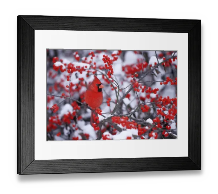 Framed Print : Northern Cardinal (Cardinalis cardinalis) male in Common Winterberry (Ilex verticillata) in winter Framed Print : Northern Cardinal (Cardinalis cardinalis) male in Common Winterberry (Ilex verticillata) in winter