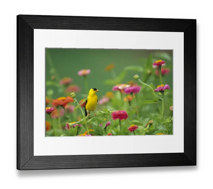 Framed Print : American Goldfinch (Carduelis tristis) male on zinnia (Zinnia sp. ) Marion Co. IL Framed Print : American Goldfinch (Carduelis tristis) male on zinnia (Zinnia sp. ) Marion Co. IL