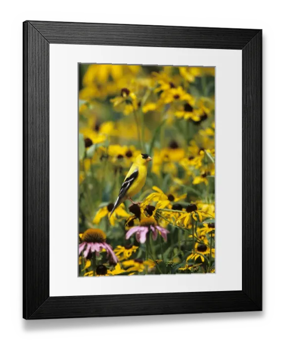 Framed Print : American Goldfinch (Carduelis tristis) male on Black-eyed Susans Marion Co. IL