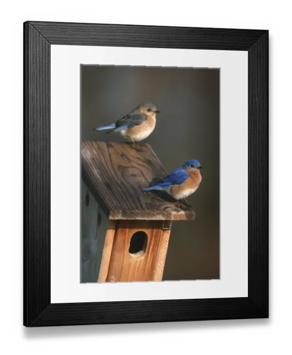 Framed Print : Eastern Bluebird (Sialia sialis) male & female on Peterson nest box Marion Co. IL