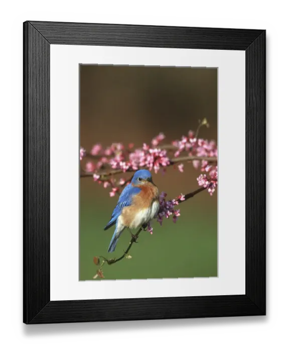 Framed Print : Eastern Bluebird (Sialia sialis) male in Redbud tree in spring Marion Co. IL Framed Print : Eastern Bluebird (Sialia sialis) male in Redbud tree in spring Marion Co. IL