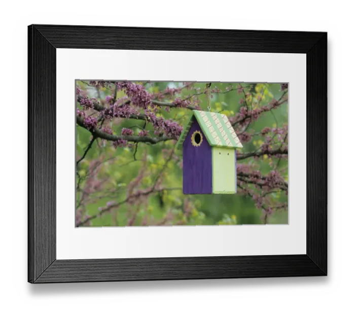 Framed Print : Bird house nest box in Eastern Redbud tree (Cercis candensis) in spring Marion Co. IL