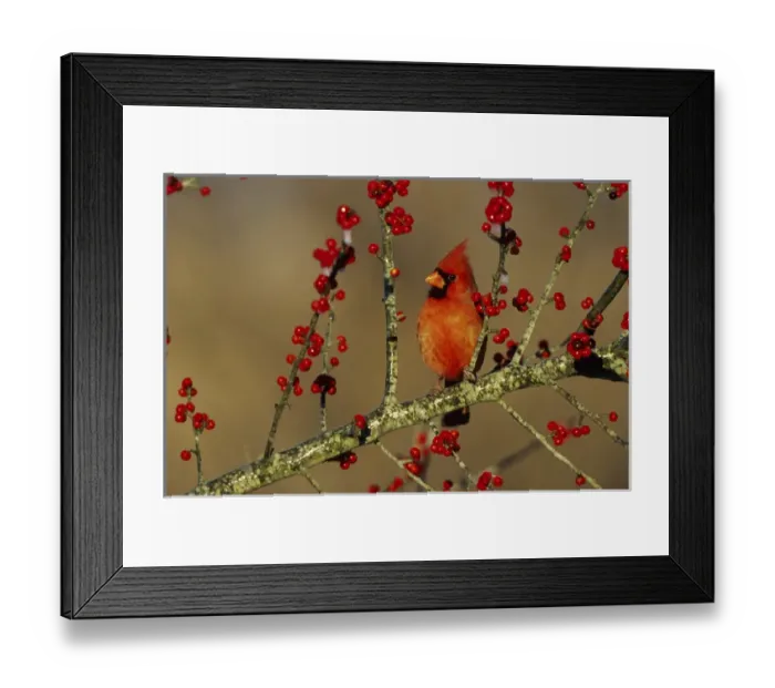Framed Print : Northern Cardinal (Cardinalis cardinalis) male in icy Green Hawthorn (Crataegus virdis) tree Framed Print : Northern Cardinal (Cardinalis cardinalis) male in icy Green Hawthorn (Crataegus virdis) tree