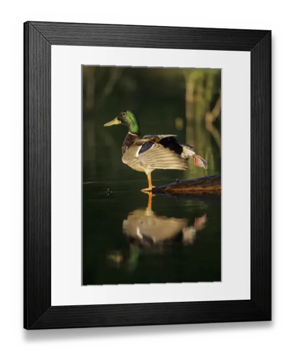 Framed Print : Mallard (Anas platyrhynchos) male in wetland stretching his legs, Marion Co. Illinois Framed Print : Mallard (Anas platyrhynchos) male in wetland stretching his legs, Marion Co. Illinois