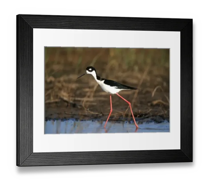 Framed Print : Black-necked Stilt (Himantopus mexicanus) in wetland, Karl Bartel Grassland Prairie Framed Print : Black-necked Stilt (Himantopus mexicanus) in wetland, Karl Bartel Grassland Prairie