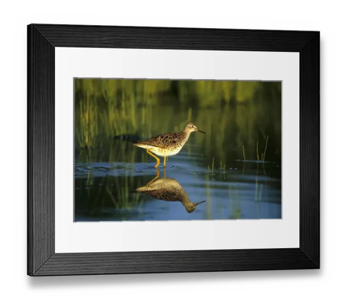 Framed Print : Greater Yellowlegs (Tringa melanoleuca) in wetland, Marion Co, Illinois Framed Print : Greater Yellowlegs (Tringa melanoleuca) in wetland, Marion Co, Illinois