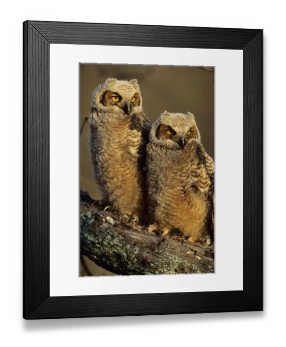 Framed Print : Great Horned Owls (Bubo virginianus) approx. 6 wks old, Illinois Framed Print : Great Horned Owls (Bubo virginianus) approx. 6 wks old, Illinois
