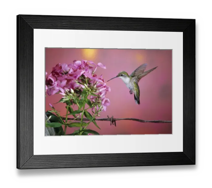 Framed Print : Ruby-throated Hummingbird (Archilochus colubris) female at Garden Phlox (Phlox paniculata)