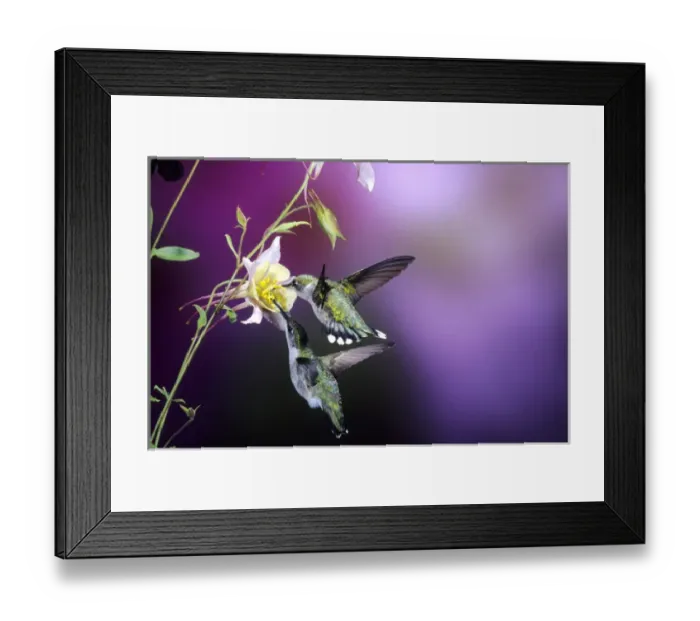 Framed Print : Ruby-throated Hummingbirds (Archilochus colubris) females at McKanas Hybrid Columbine