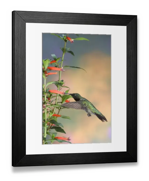 Framed Print : Ruby-throated Hummingbird (Archilochus colubris) male on Cigar Plant (Cuphea ignea)