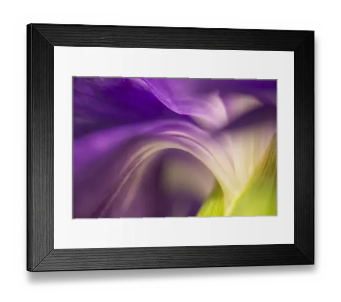 Framed Print : Close-up of the back of a purple carnation flower