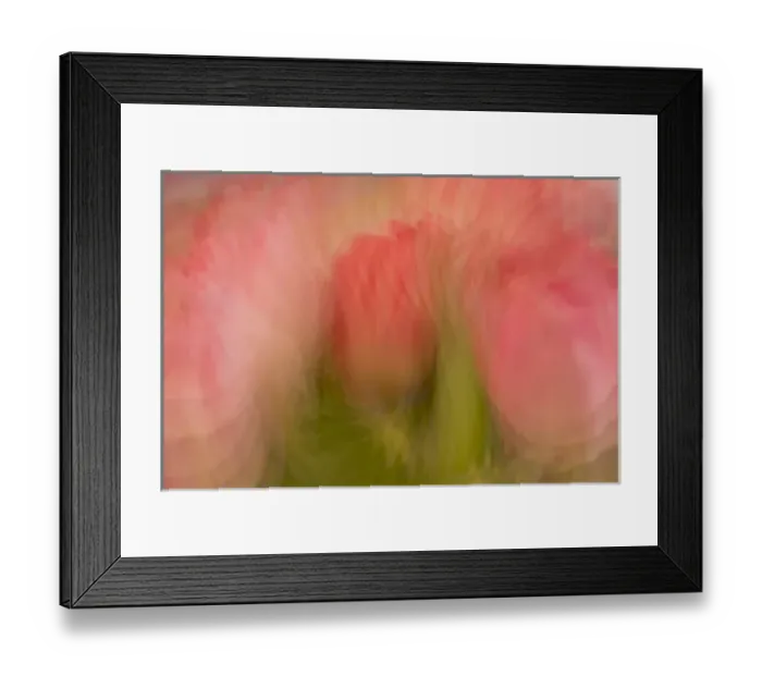 Framed Print : Multiple-exposure of bouquet of pink tulip flowers Framed Print : Multiple-exposure of bouquet of pink tulip flowers