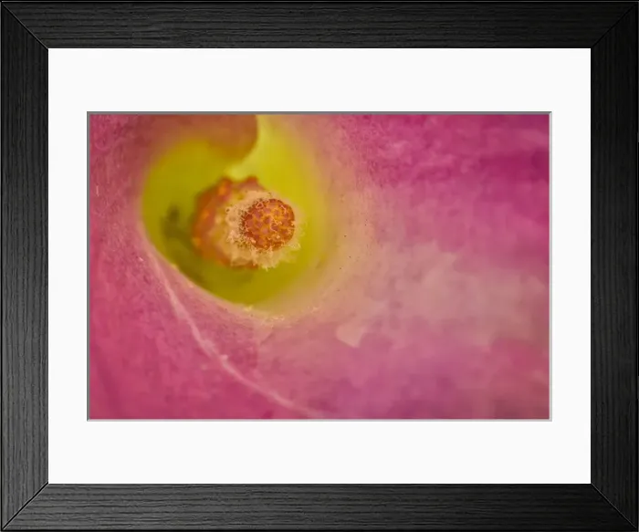 Framed Print : Close-up of the center of a Calla Lily Framed Print : Close-up of the center of a Calla Lily