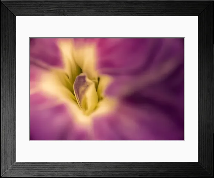 Framed Print : Close-up abstract of carnation flower Framed Print : Close-up abstract of carnation flower
