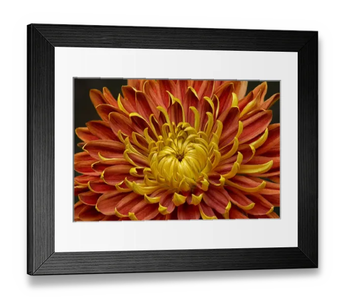 Framed Print : Close-up of a Japanese fall-flowering Kiku or chrysanthemum in orange and yellow Framed Print : Close-up of a Japanese fall-flowering Kiku or chrysanthemum in orange and yellow