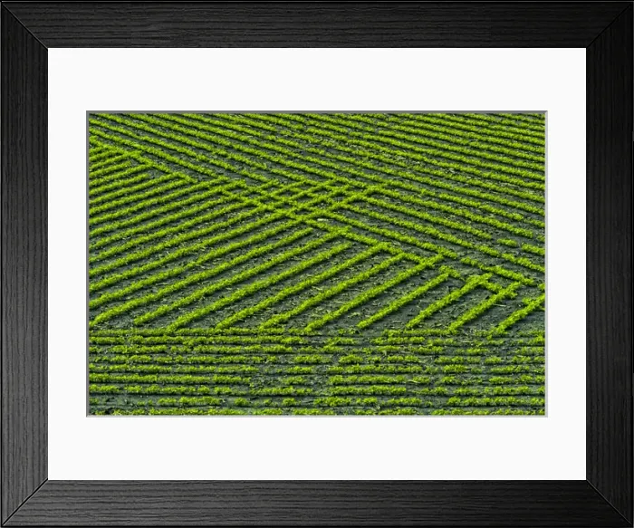 Framed Print : Mid-north Indiana. Field patterns formed by crops