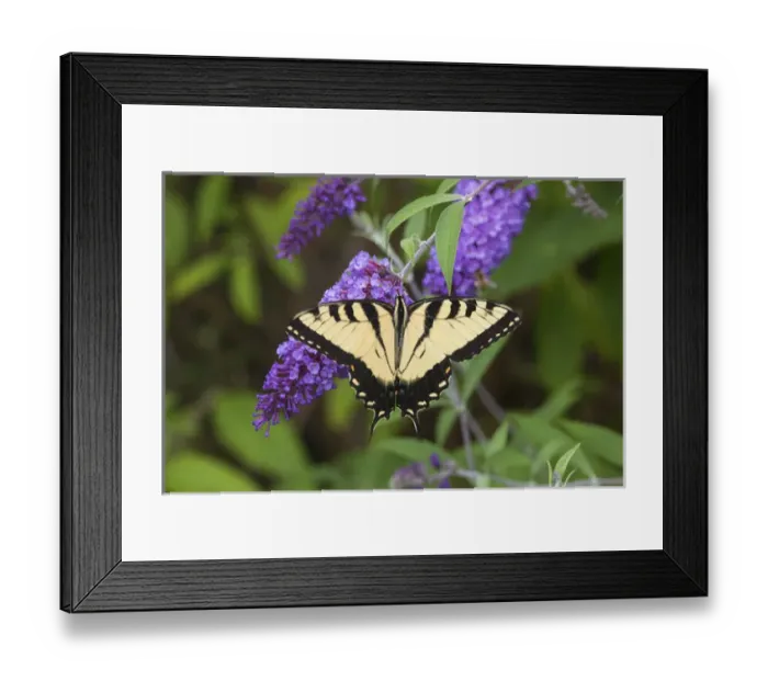 Framed Print : Eastern Tiger Swallowtail Butterfly (Papilio glaucus) male on Butterfly Bush (Buddleia Framed Print : Eastern Tiger Swallowtail Butterfly (Papilio glaucus) male on Butterfly Bush (Buddleia