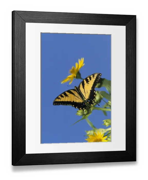 Framed Print : Eastern Tiger Swallowtails (Papilio glaucus) on Cup Plant (Silphium perfoliatum) Marion Co