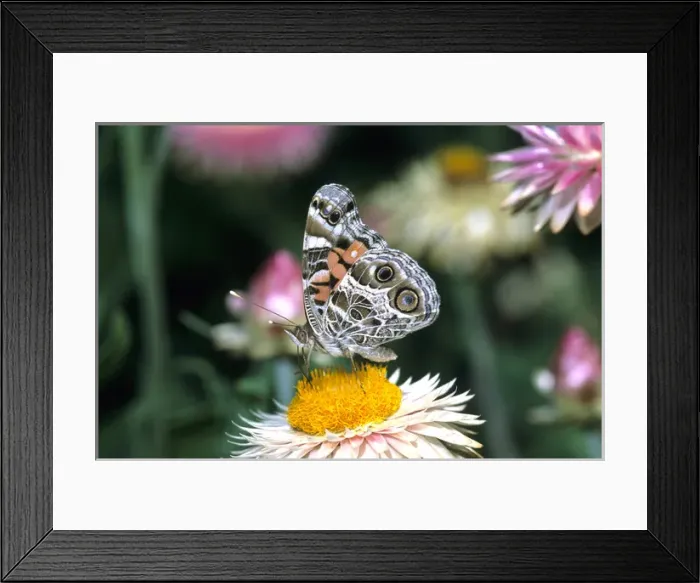 Framed Print : American Lady butterfly (Vanessa virginiensis) on Outback Paper Daisy (Bracteantha Framed Print : American Lady butterfly (Vanessa virginiensis) on Outback Paper Daisy (Bracteantha