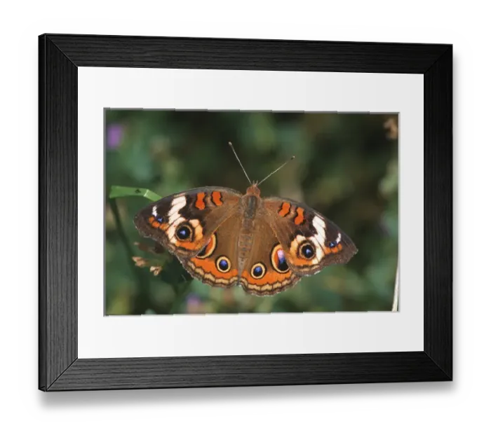 Framed Print : Common Buckeye (Junonia coenia) Marion Co. IL