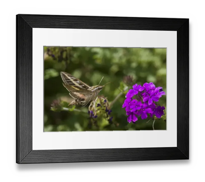 Framed Print : White-lined Sphinx moth (Hyles lineata) on Homestead Purple Verbena (Verbena canadensis Framed Print : White-lined Sphinx moth (Hyles lineata) on Homestead Purple Verbena (Verbena canadensis