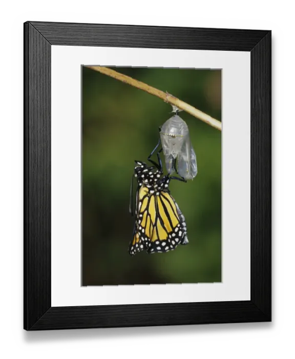 Framed Print : Monarch (Danaus plexippus) pupa / chrysalis before emergence Marion Co. IL Framed Print : Monarch (Danaus plexippus) pupa / chrysalis before emergence Marion Co. IL