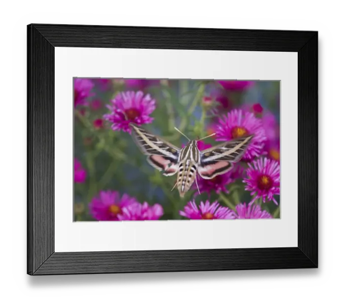 Framed Print : White-lined Sphinx moth (Hyles lineata) on Alma Potschke Aster (Aster novae-angliae