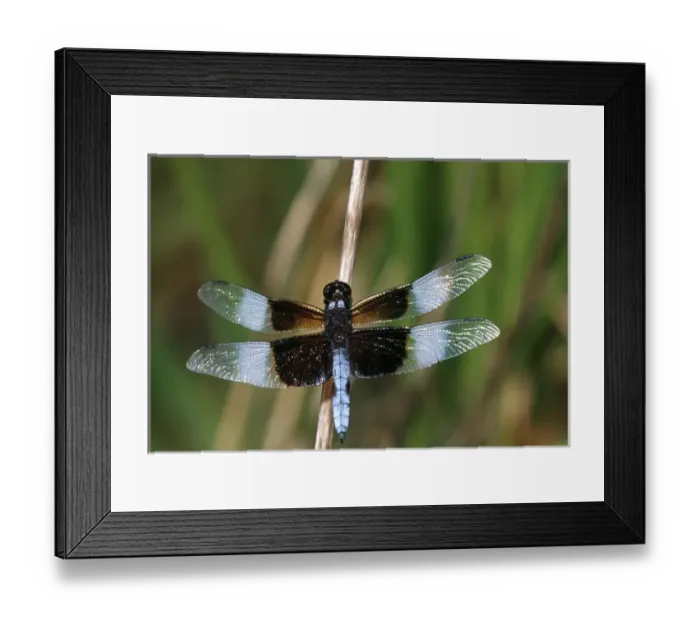 Framed Print : Widow Skimmer (Libellula luctuosa) male in wetland, Marion Co. IL Framed Print : Widow Skimmer (Libellula luctuosa) male in wetland, Marion Co. IL