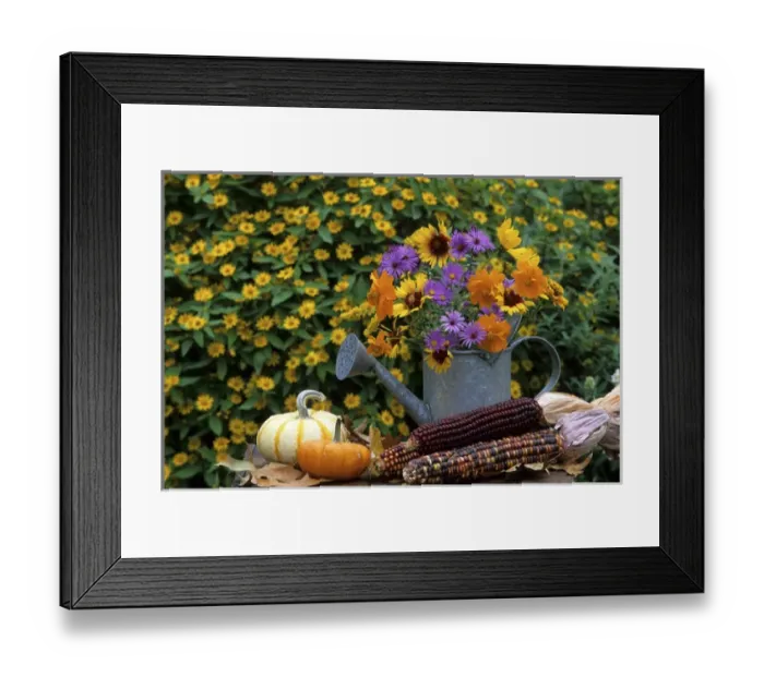 Framed Print : Autumn Bouquet- Asters, Cosmos, Gaillardia, Goldenrod in watering can. Mini gourds Framed Print : Autumn Bouquet- Asters, Cosmos, Gaillardia, Goldenrod in watering can. Mini gourds