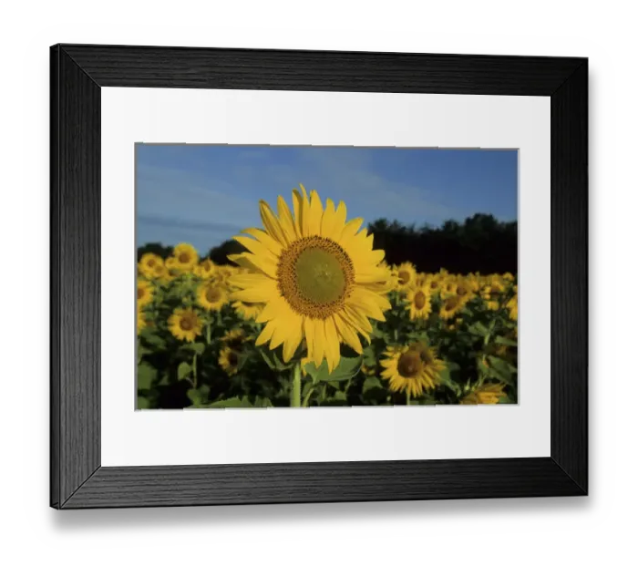 Framed Print : Common Sunflowers (Helianthus annus) IL