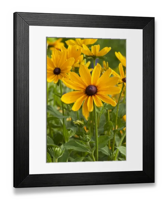 Framed Print : Indian Summer Black-eyed Susan (Rudbeckia hirta aaIndian Summeraa) Marion Co. IL Framed Print : Indian Summer Black-eyed Susan (Rudbeckia hirta aaIndian Summeraa) Marion Co. IL