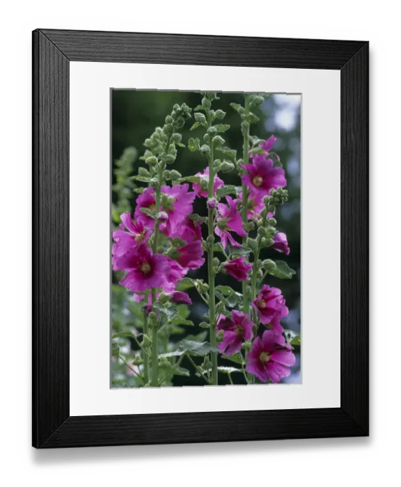 Framed Print : Hollyhocks (Alcea rosea) Marion Co. IL