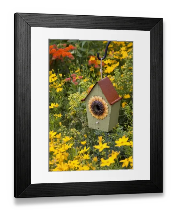 Framed Print : Sunflower birdhouse in garden with Threadleaf Coreopsis (Coreopsis verticillata Golden Framed Print : Sunflower birdhouse in garden with Threadleaf Coreopsis (Coreopsis verticillata Golden