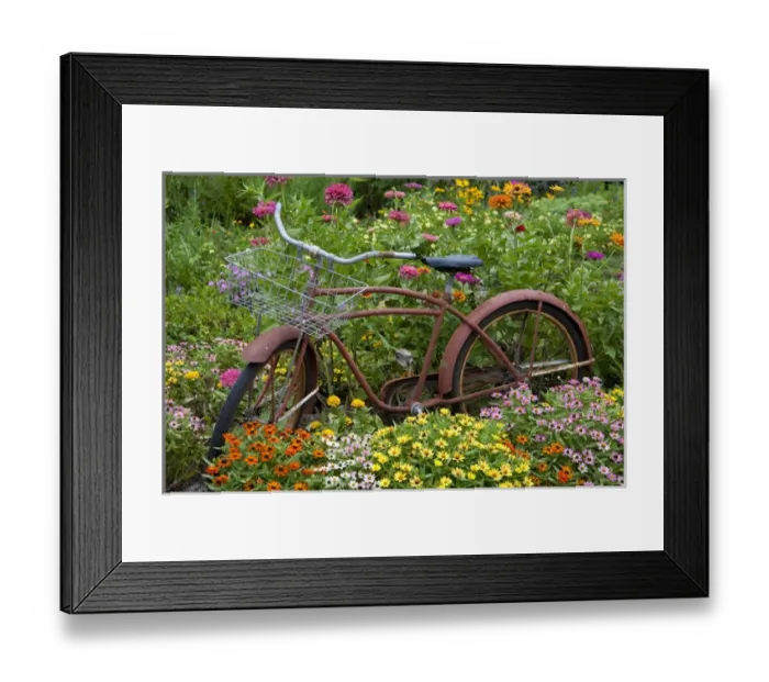 Framed Print : Old bicycle with flower basket in garden with zinnias, Marion Co. IL